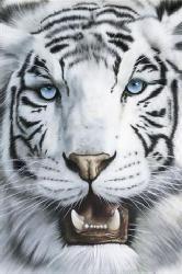 Poster - Tigre blanco Enmarcado de laminas